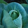 Brassica oleracea capitata